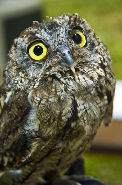 Close up of an adult western screech owl