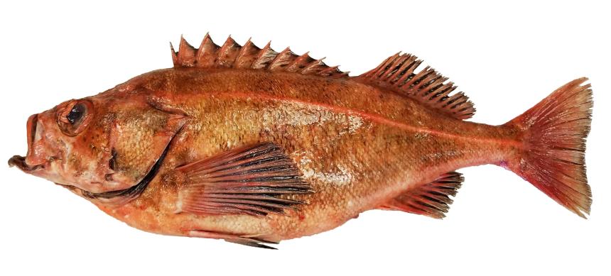 Bank Rockfish from commercial fishery landing