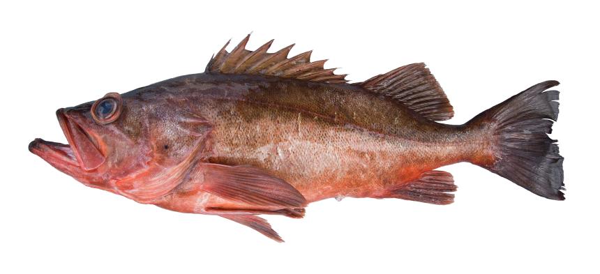 Bocaccio Rockfish from commercial fishery landing