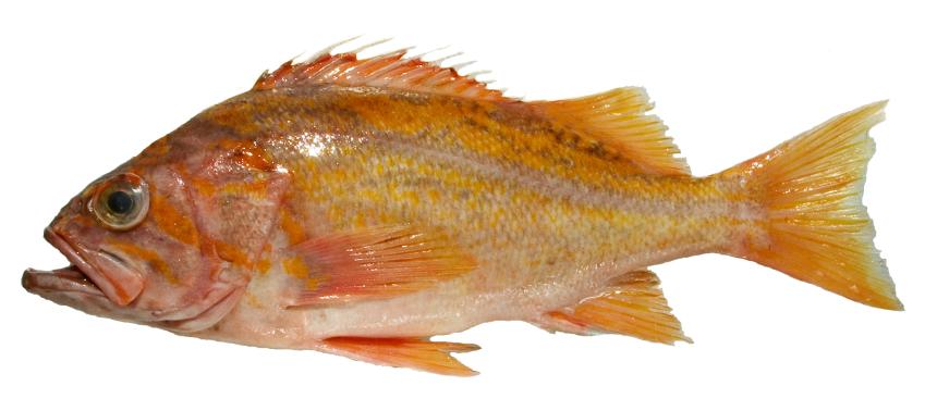 Canary Rockfish from commercial fishery landing
