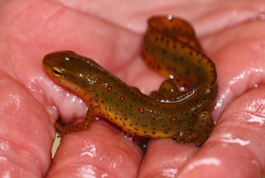 Close up of an adult eastern newt in the palm of a person's hand.