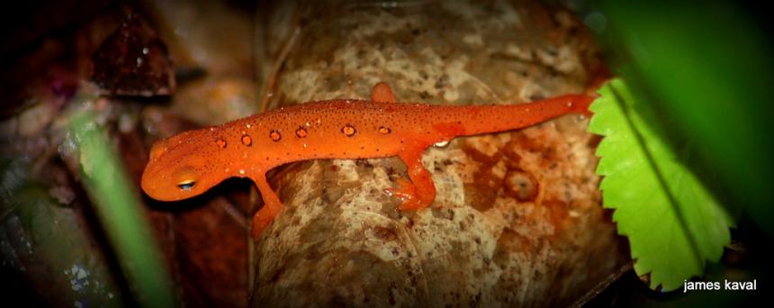 Close up of a juvenile eastern newt 