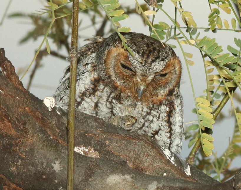 View of a flammulated owl (red phase) with slightly closed eyes and perched on a tree branch