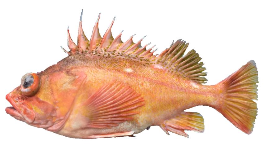 Greenspotted Rockfish from commercial fishery landing