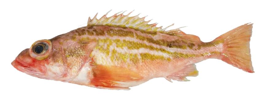 Greenstriped Rockfish from commercial fishery landing