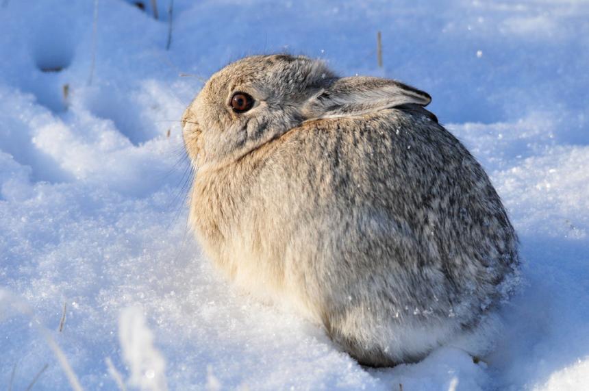 Close up of a Nuttall's cottontail rabbit in the snow.