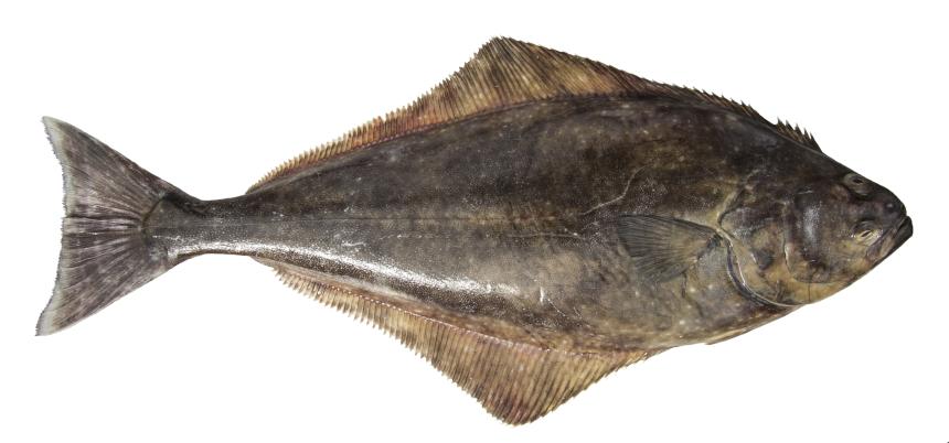 Pacific halibut discount