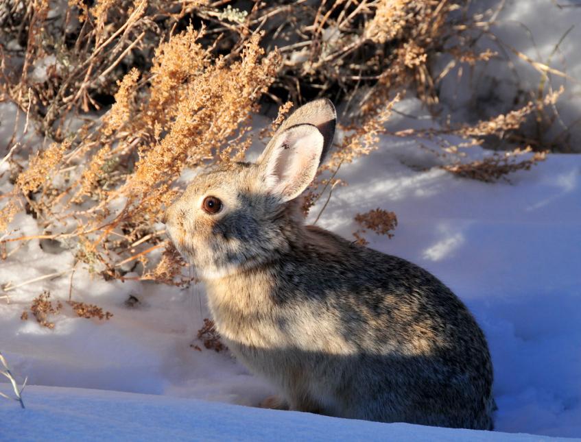 Close up of a pygmy rabbit in the snow in the wild