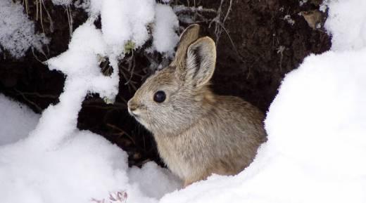 Close up of a pygmy rabbit in the snow