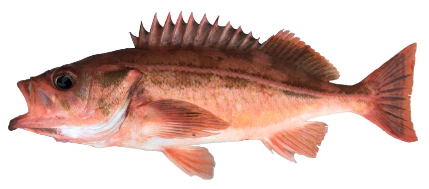 Redstripe Rockfish from commercial fishery landing