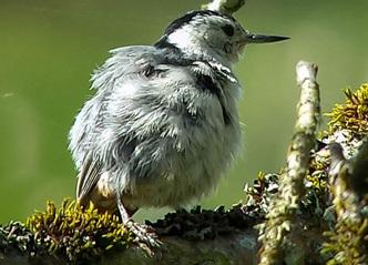 Close up of a slender-billed white-breasted nuthatch perched on a mossy branch