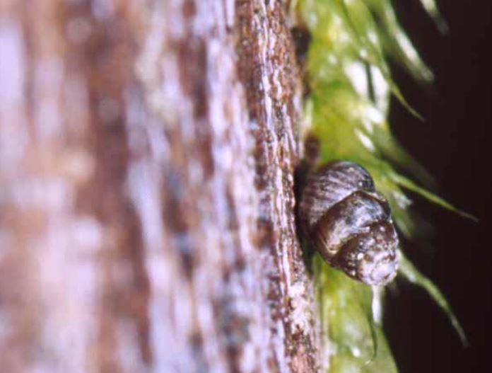 View of a Vertigo columbiana snail on the bark of a tree