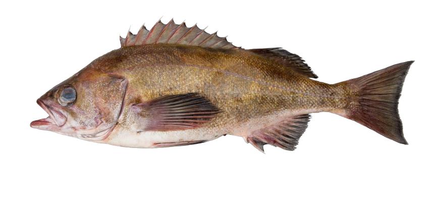 Widow Rockfish from commercial fishery landing