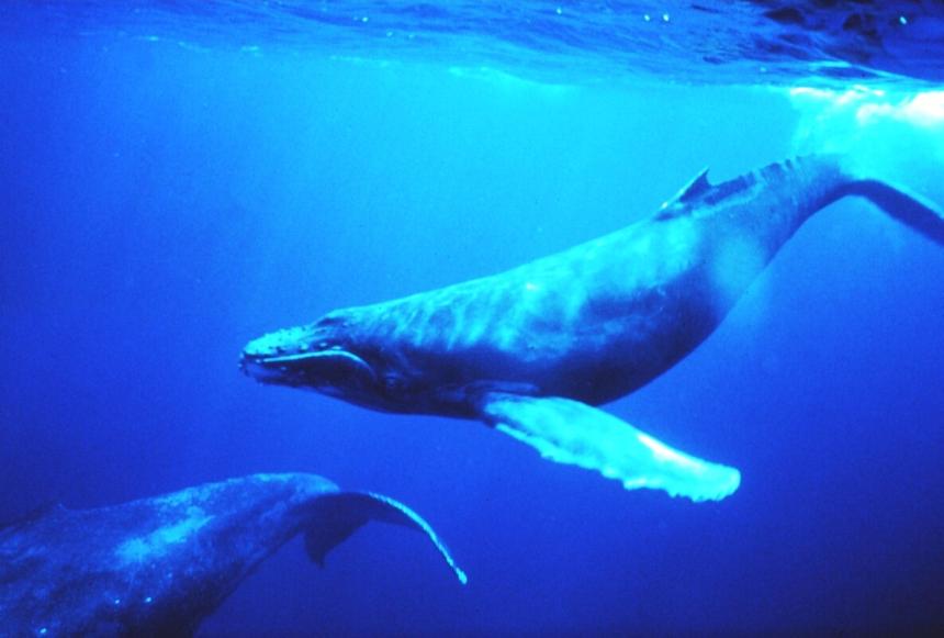 Side view of humpback whales underwater in the ocean