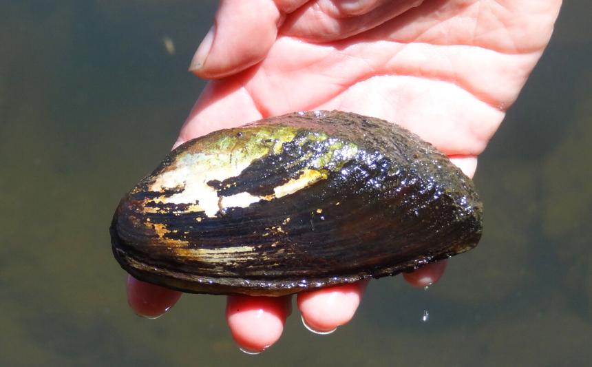 Closeup view of a hand holding a live western ridged mussel