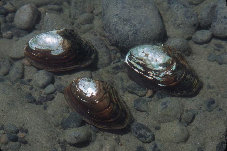Closeup of group of three California floater mussels shallow freshwater habitat