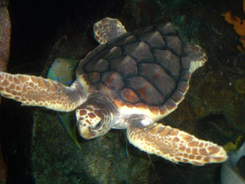 Underwater view of a loggerhead sea turtle swimming
