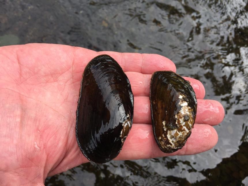 View of a hand holding a western pearlshell and a smaller western ridged mussel
