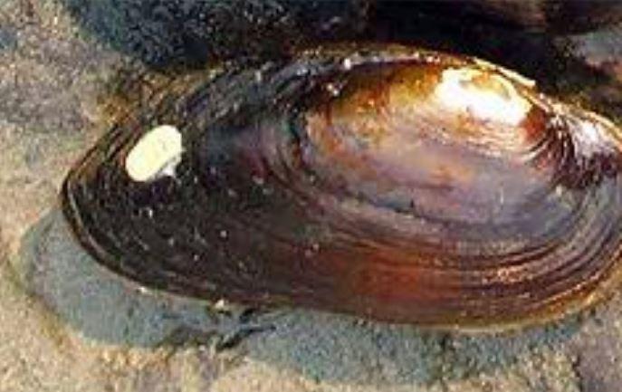 Closeup of a western pearlshell mussel with a brown shell