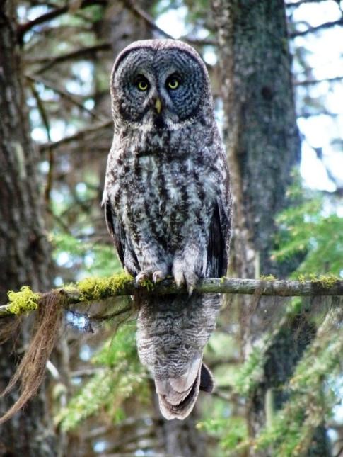 Great gray owl perched on a branch of a tree in the forest