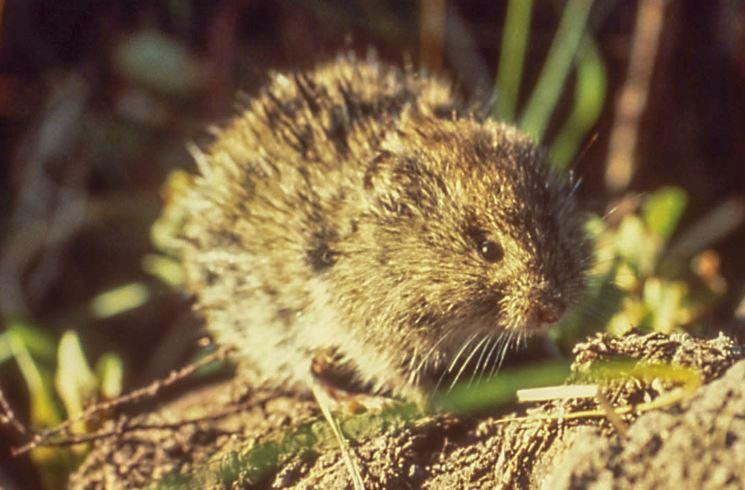 Close up of a montane vole on the ground 