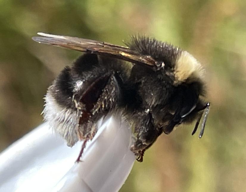 Close up of captured western bumble bee