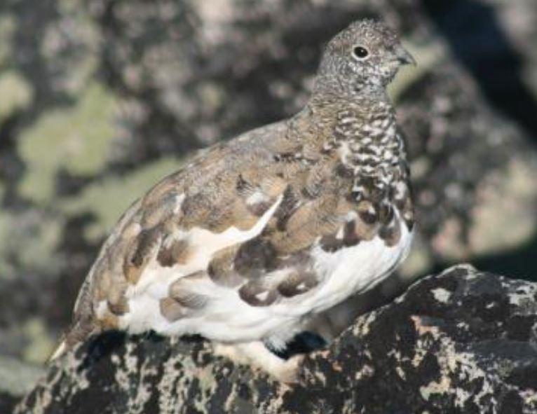 White-tailed ptarmigan perched on a rock