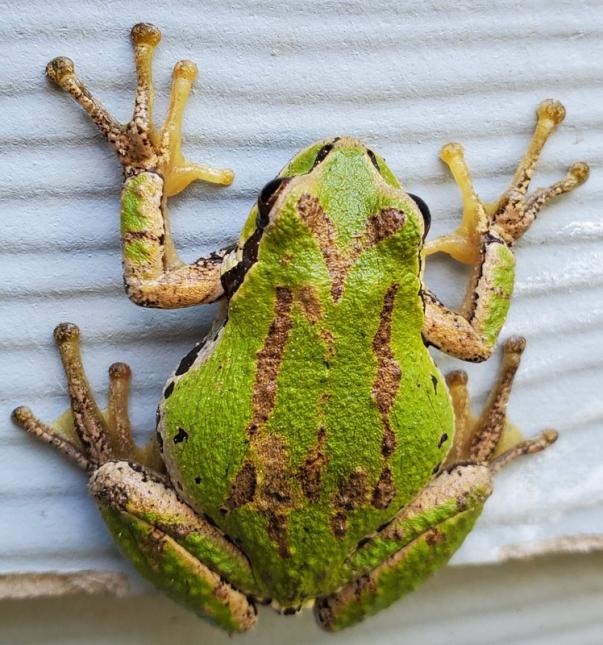 Close up of an adult Pacific treefrog with brown markings on its green topside