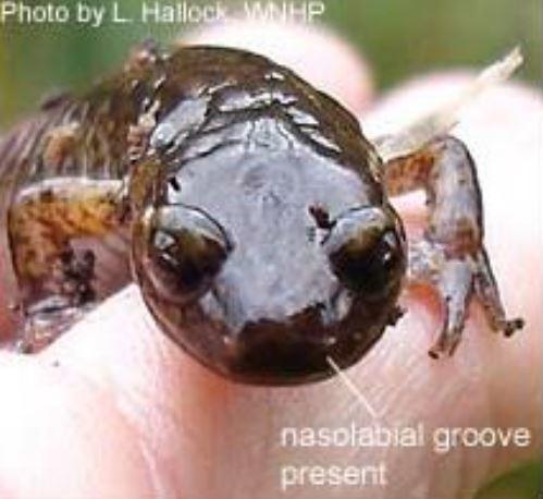 Close up of Dunn's salamander head showing snout features.