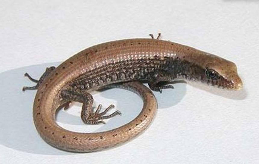 Close up of a juvenile northern alligator lizard