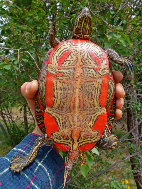 Close up of the colorful underside of an adult painted turtle 