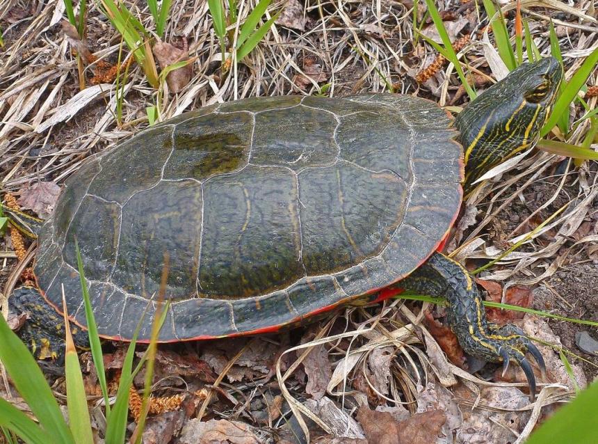 Close up of an adult painted turtle on grassy ground 