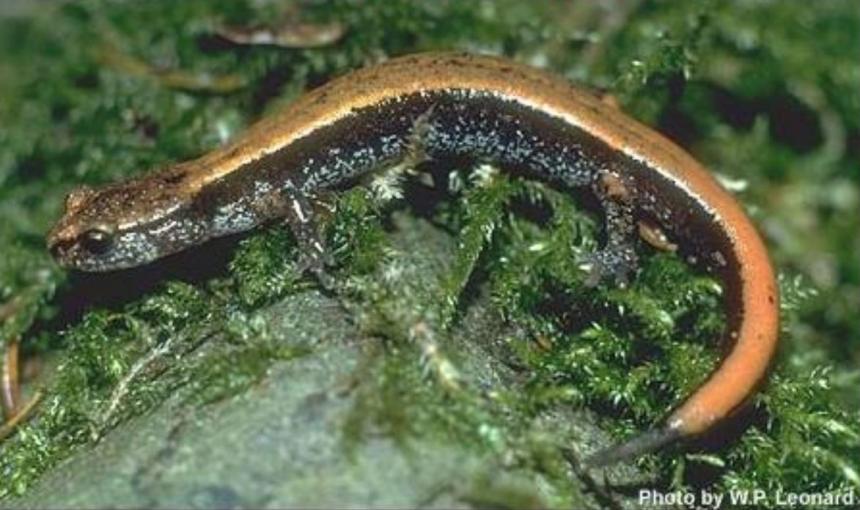 Close up of a western red-backed salamander with a yellowish dorsal stripe.