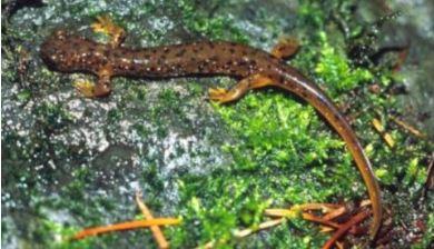 Close up of a Cascade torrent salamander on a mossy rock