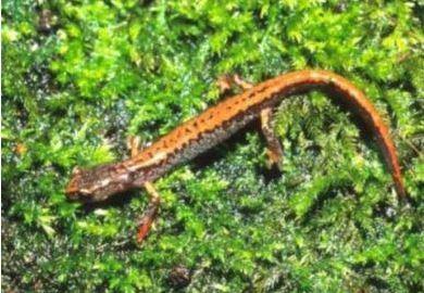 Close up of a Larch Mountain salamander on mossy ground 