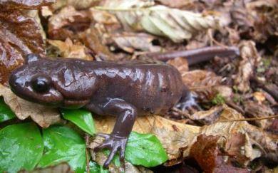 Close up of a northwestern salamander on leafy ground