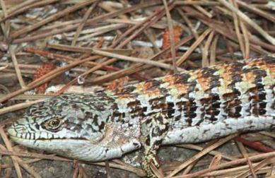 Close up of a southern alligator lizard on the ground