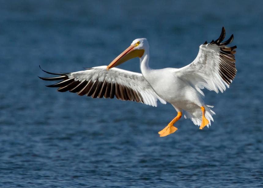 White pelican with it's wings outstretched landing on water