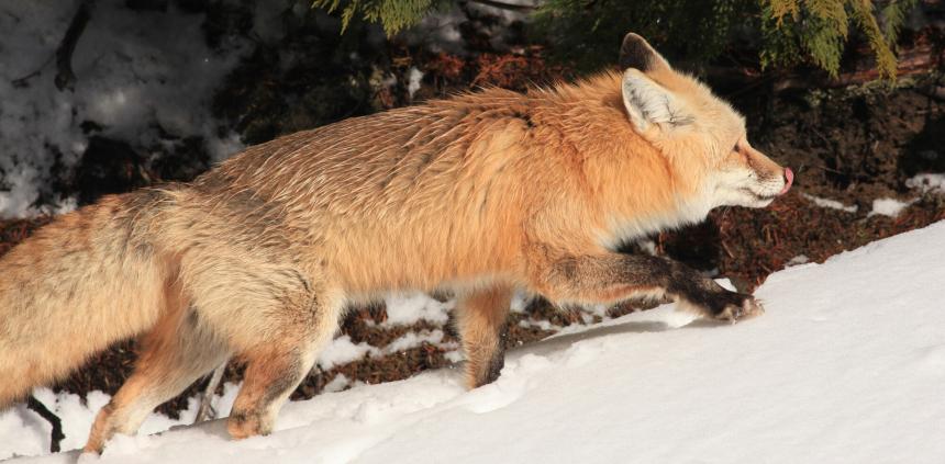 A Cascade red fox hunts in the snow