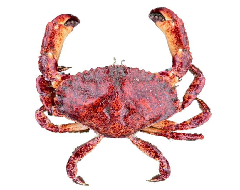 Are crabs amphibians or clearance reptiles