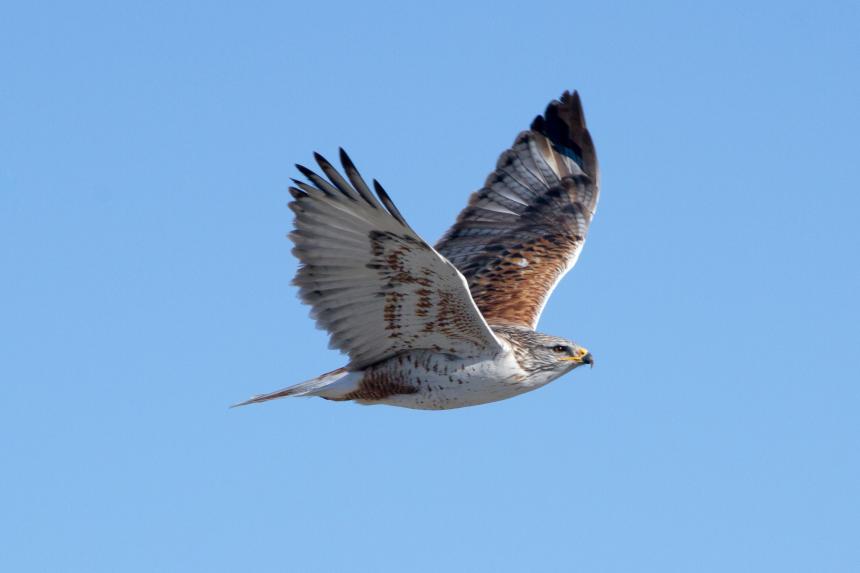 A ferruginous hawk flying with both wings up and with a blue sky behind it. 
