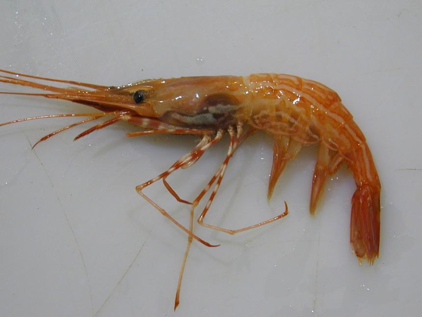 Pandalopsis dispar, the sidestripe shrimp