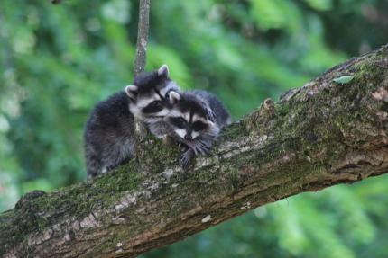 Trapping nuisance wildlife  Washington Department of Fish & Wildlife