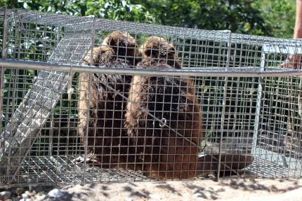 How to Release an Animal from a Live Trap