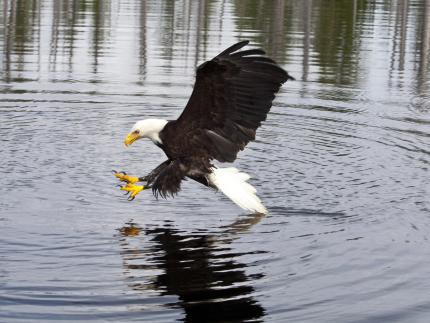 Experience nature at Eagle Creek Park, one of the nation's largest city  parks. - Life In Indy