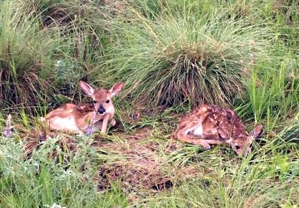 Twin fawns hidden in tall grass