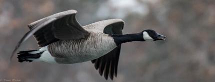 Goose identification testing Washington Department of Fish Wildlife