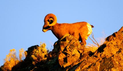 Mountain goat  Washington Department of Fish & Wildlife