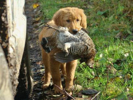 Young golden retriever holding a grouse in his mouth.