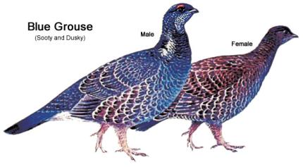 Illustration showing the differences between male and female blue grouse
